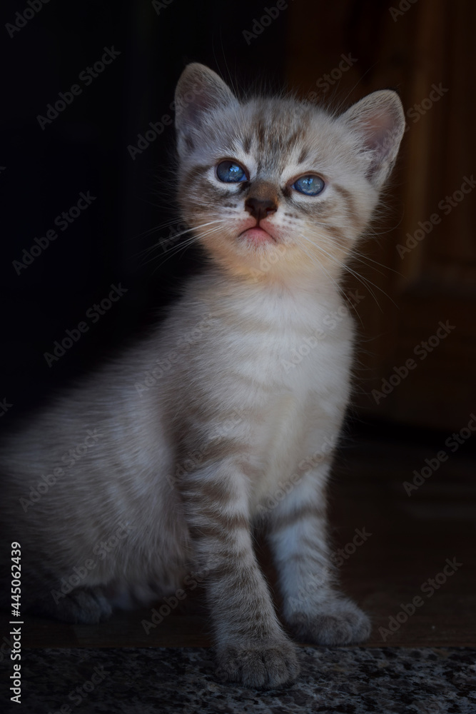 gato peludo cinza com olhar atento. olhos azuis 