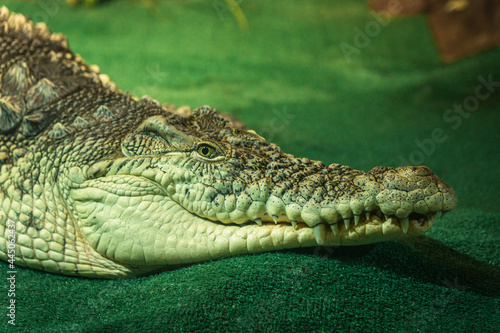 Crocodile in Saint Petersburg Oceanarium, Russia © DIGITALSHAPE