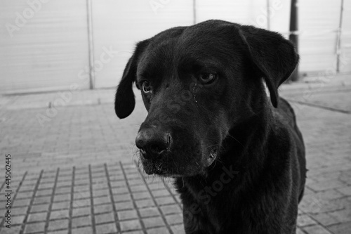 Black Dog