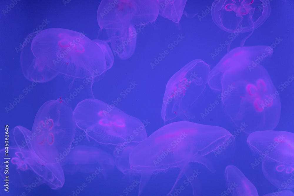Jellyfish in Saint Petersburg Oceanarium, Russia Jellyfish in Saint Petersburg Oceanarium, Russia