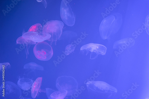 Jellyfish in Saint Petersburg Oceanarium, Russia