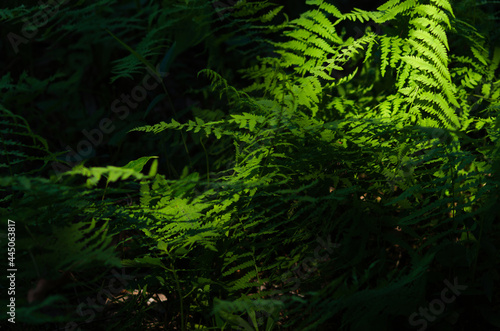 green fern in the dark