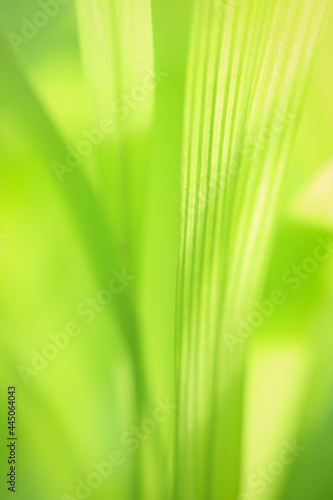 Photo of leaves in light green, Photo of light green leaves