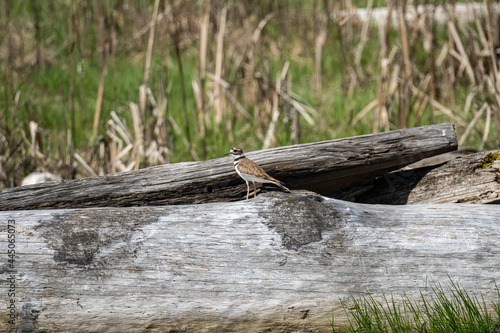 one killdeer bird resting on a thick tree trunk laying on the marshland on a sunny day photo