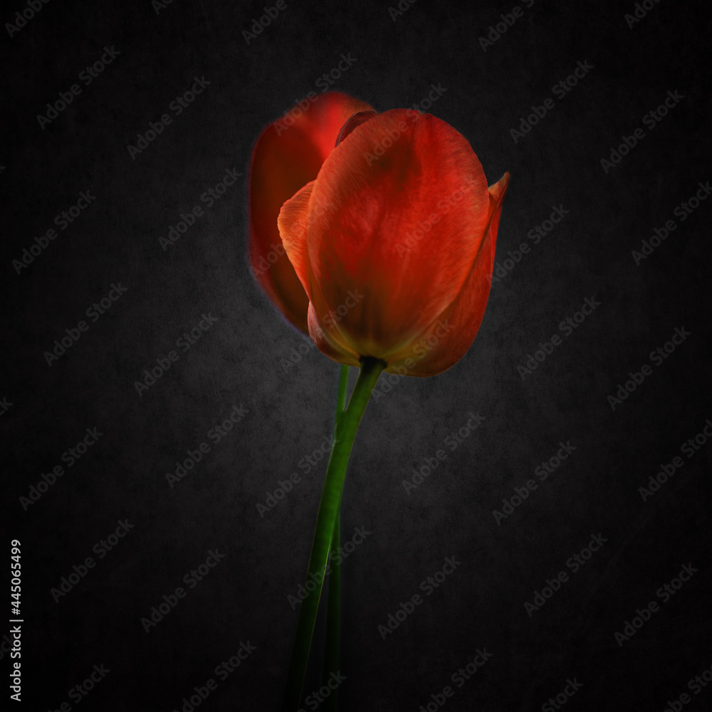 red tulip on black