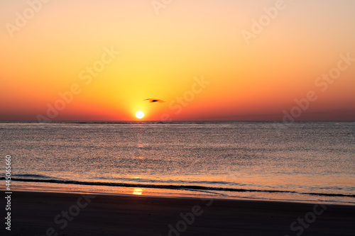 Wild Dunes Resort  South Carolina  USA - April 5  2021. An early morning golden sunrise over the ocean with a pelican flying by the sun.