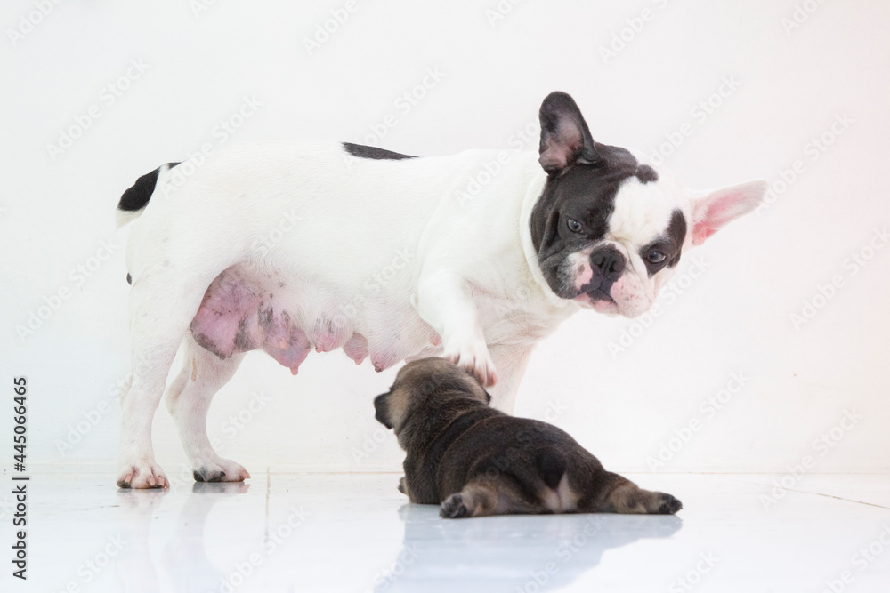 Fototapeta premium blue tan french bulldog puppy and mom on isolate background