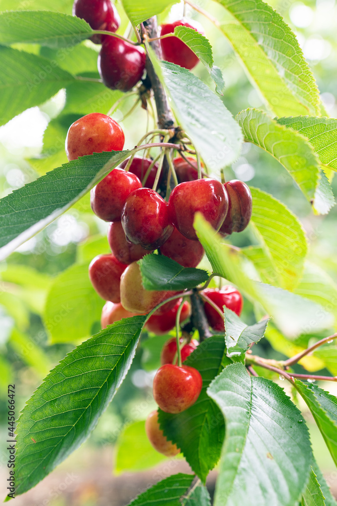 Cherry tree with ripe cherries in the garden Cherry tree with ripe cherries in the garden