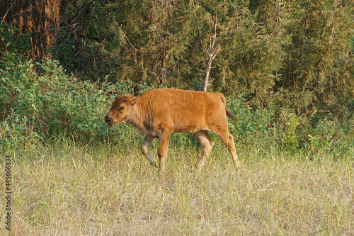 Fototapeta Naklejka Na Ścianę i Meble -  bison calf walking to the left