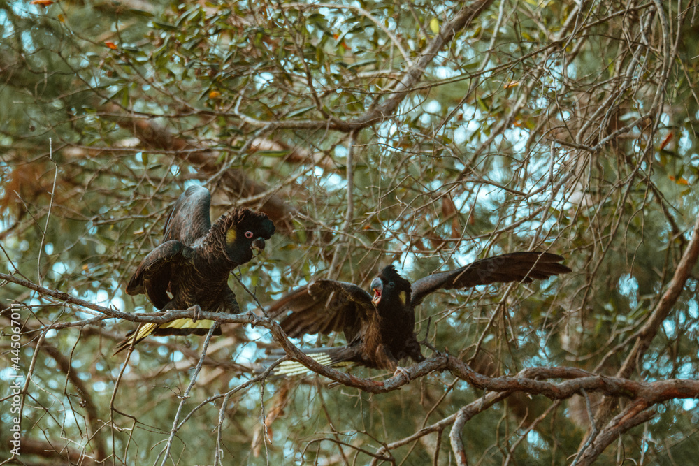 Yellow-Tailed Black Cockatoo sitting in a tree. Yellow-Tailed Black Cockatoo sitting in a tree.