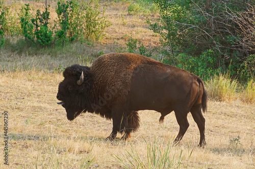 bison bull grunting with tongue out