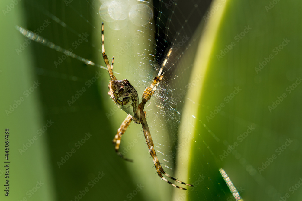 Macro close-up of a garden spider on a spider web with green leaves behind. Araneae is an order of arthropods in the class Arachnida. Species known by the common names of spiders or arachnids. Macro close-up of a garden spider on a spider web with green leaves behind. Araneae is an order of arthropods in the class Arachnida. Species known by the common names of spiders or arachnids.