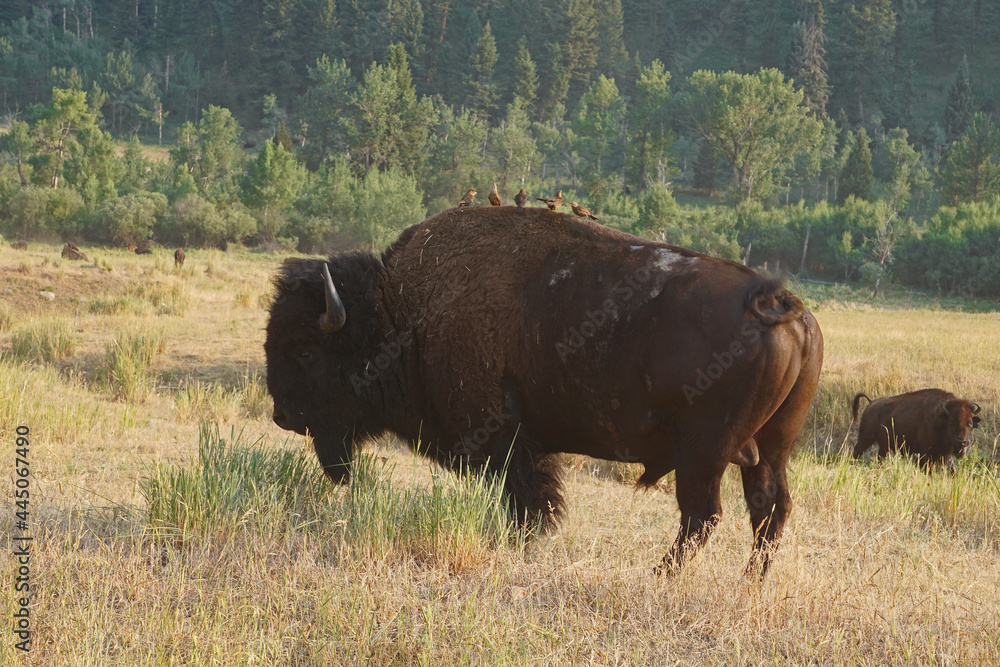 bison bull with birds on its back bison bull with birds on its back
