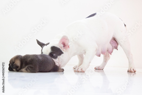 blue tan french bulldog puppy and mom on isolate background