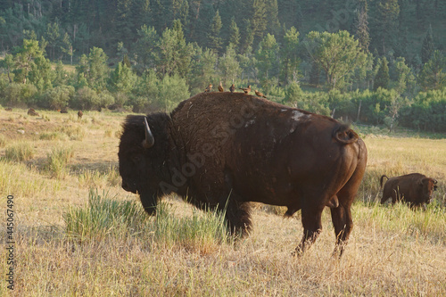 bison bull with birds on its back