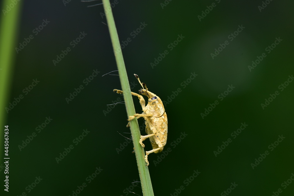 Naklejka premium Leaf Eating Weevil or Hypomeces squamosus Fabricius it is a pest that likes to eat young leaves and flowers of plants.