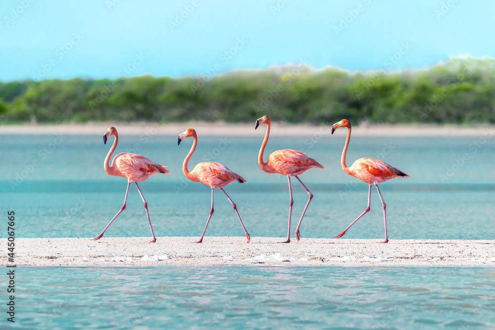 Four Flamingos walking across a sandbar in perfect unison - obrazy, fototapety, plakaty 