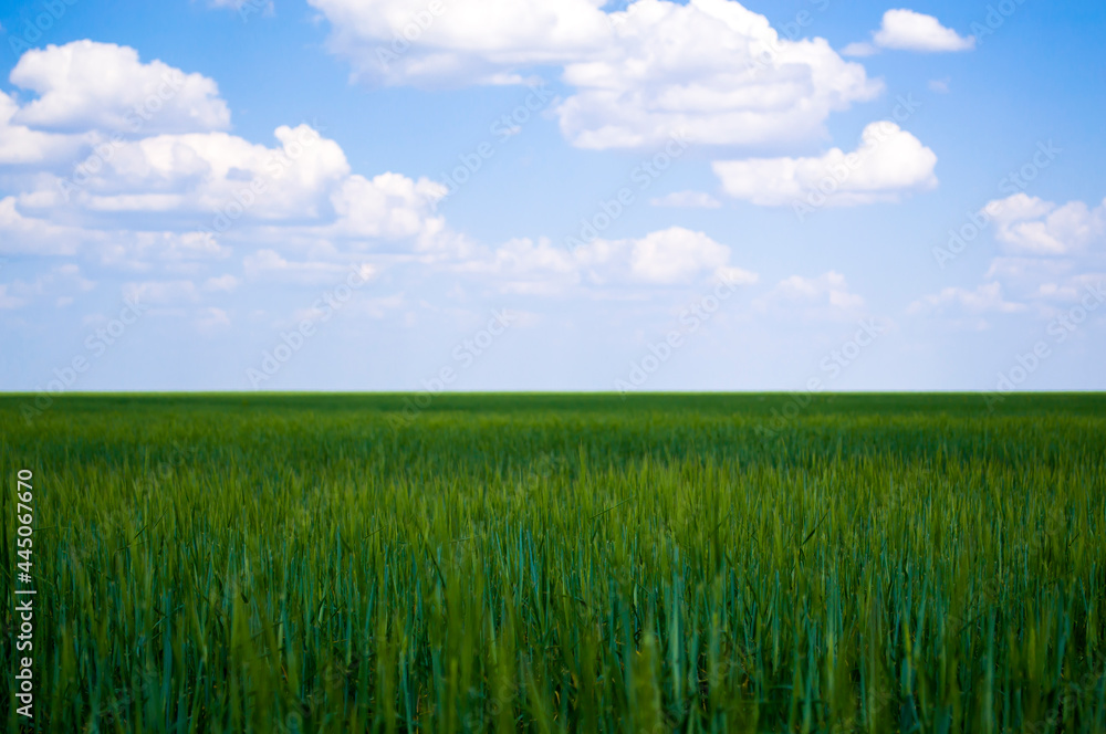 Young green wheat grows in the field. Rows with sprouts of wheat. Concept until Earth Day. Young green wheat grows in the field. Rows with sprouts of wheat. Concept until Earth Day.