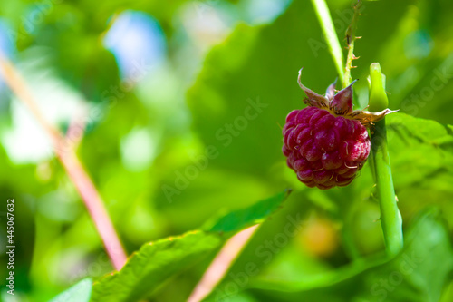 Red raspberry with leaf on green background. Close-up of the ripe raspberry in the fruit garden,ripe raspberry.