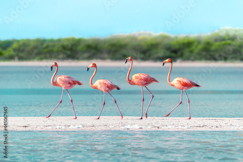 Fotografie, Tablou Four Flamingos walking across a sandbar in perfect unison