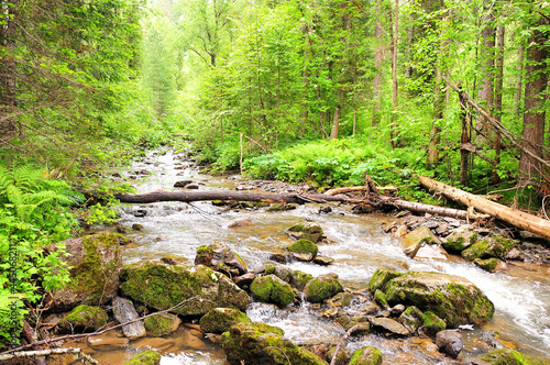 A stormy stream of a beautiful mountain river flows through a summer forest after a rain, skirting stones and felled trees.
