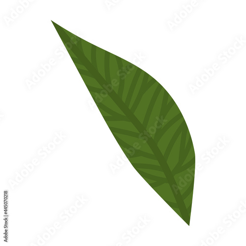 Canvas Print lanceolate leaf illustration