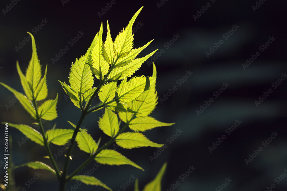 yellow leaves on a tree yellow leaves on a tree