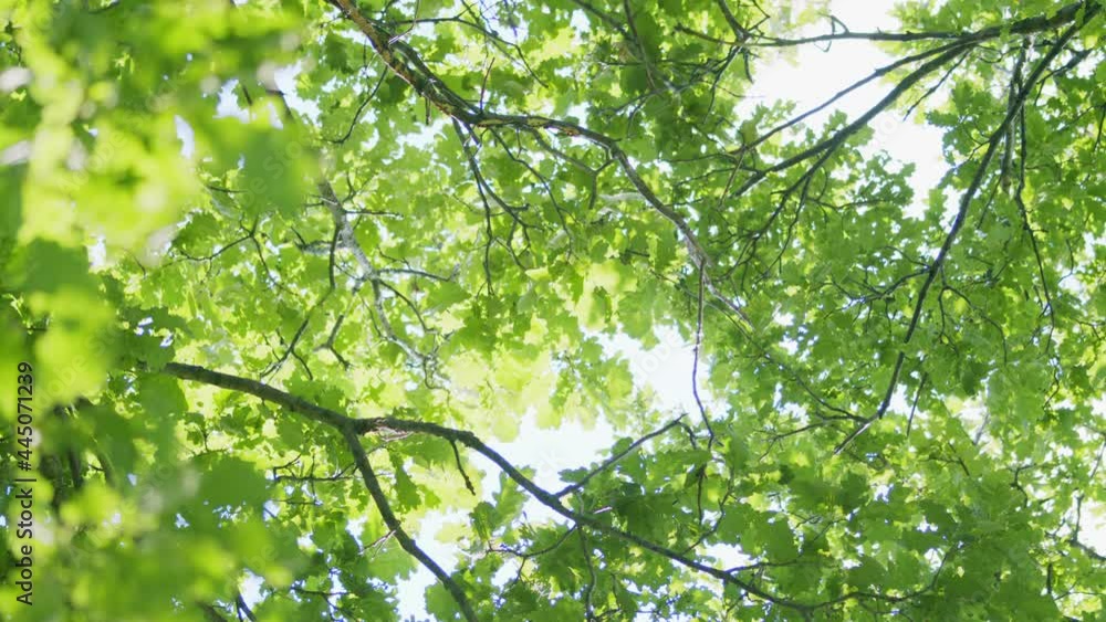 Autumn sun gently shining through fresh green branches of a large beech tree. Autumn sun gently shining through fresh green branches of a large beech tree.