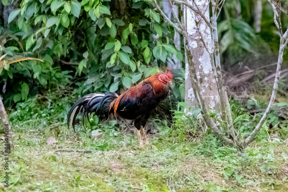 Fototapeta premium rooster in the garden.