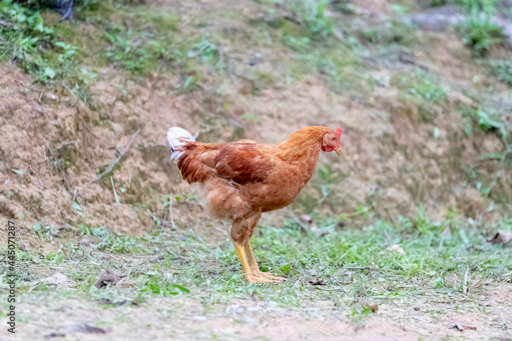 Fototapeta premium chicken in the garden.