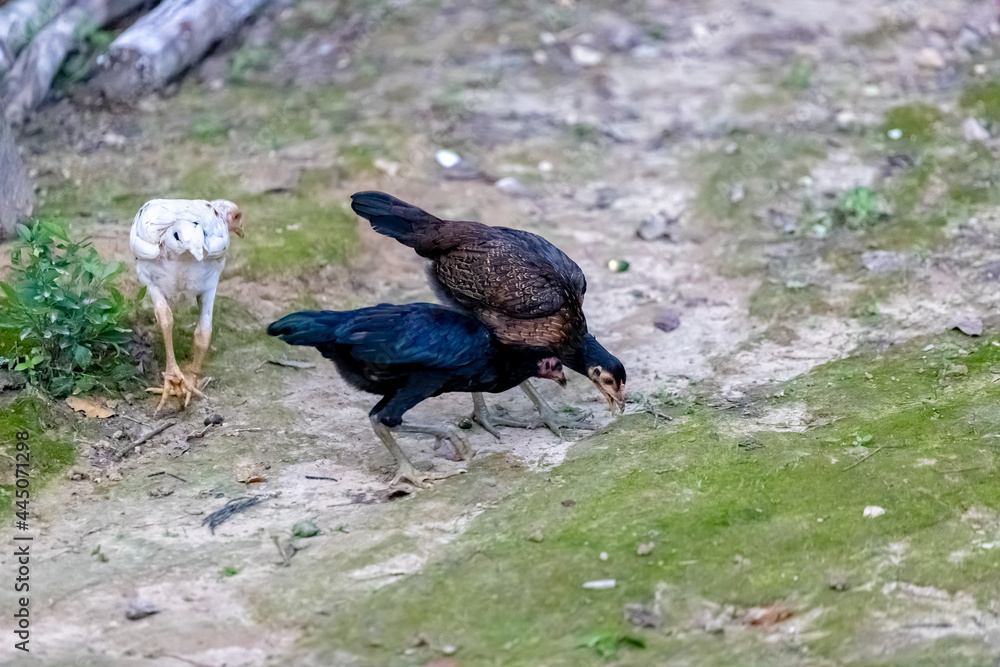 Obraz premium rooster in the farm