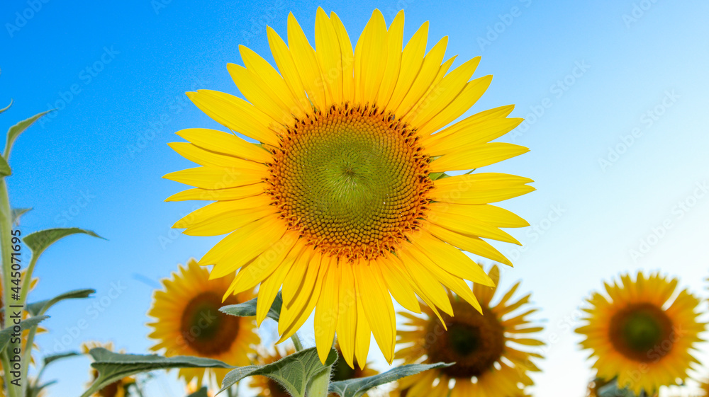 A sunflower flower on a blue sky background. Field of Sunflowers.