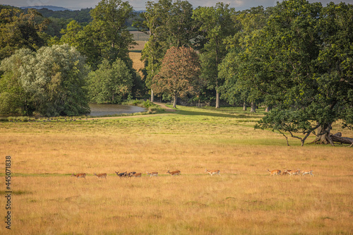 Fototapeta Naklejka Na Ścianę i Meble -  Nice shot of deer in wilderness