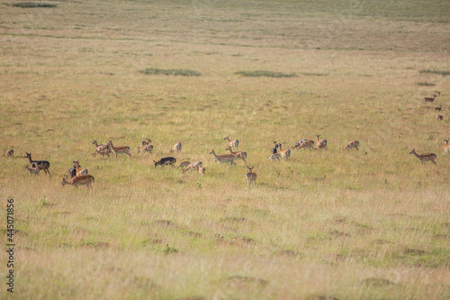 Fototapeta Naklejka Na Ścianę i Meble -  Nice shot of deer in wilderness