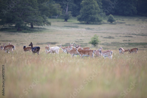Fototapeta Naklejka Na Ścianę i Meble -  Nice shot of deer in wilderness