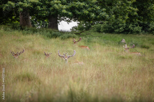 Fototapeta Naklejka Na Ścianę i Meble -  Nice shot of deer in wilderness