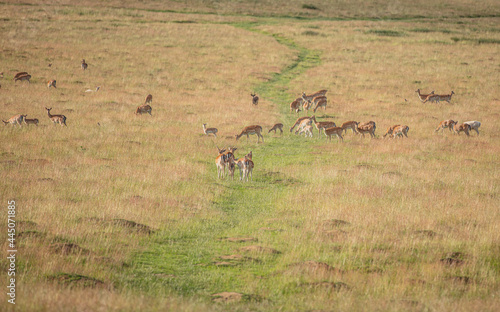 Fototapeta Naklejka Na Ścianę i Meble -  Nice shot of deer in wilderness