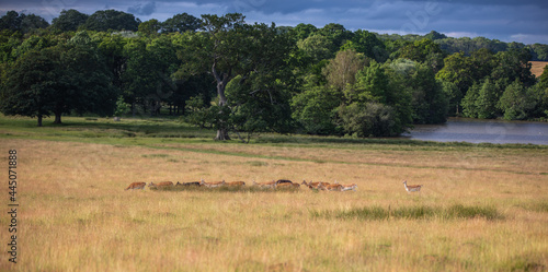Fototapeta Naklejka Na Ścianę i Meble -  Nice shot of deer in wilderness