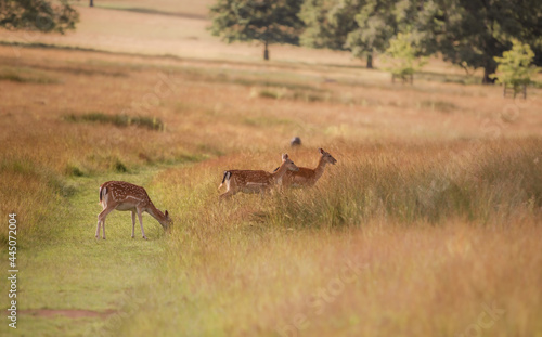 Fototapeta Naklejka Na Ścianę i Meble -  Nice shot of deer in wilderness
