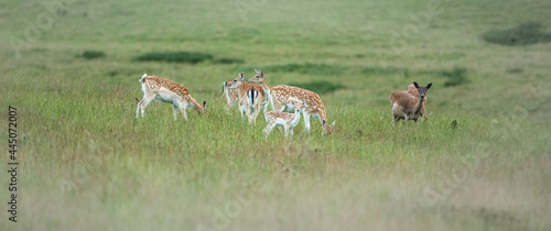 Fototapeta Naklejka Na Ścianę i Meble -  Nice shot of deer in wilderness