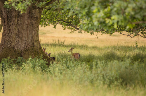 Fototapeta Naklejka Na Ścianę i Meble -  Nice shot of deer in wilderness
