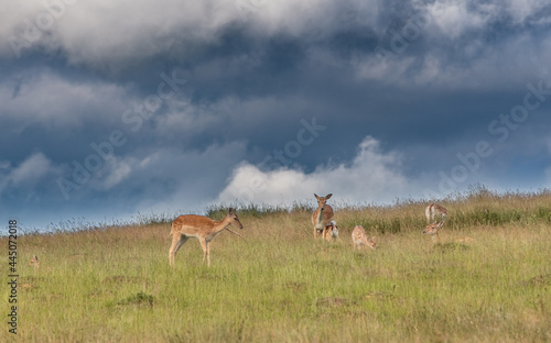 Fototapeta Naklejka Na Ścianę i Meble -  Nice shot of deer in wilderness
