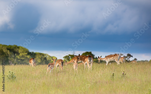 Fototapeta Naklejka Na Ścianę i Meble -  Nice shot of deer in wilderness