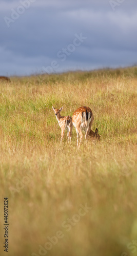 Fototapeta Naklejka Na Ścianę i Meble -  Nice shot of deer in wilderness