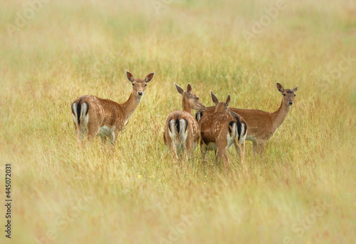 Fototapeta Naklejka Na Ścianę i Meble -  Nice shot of deer in wilderness
