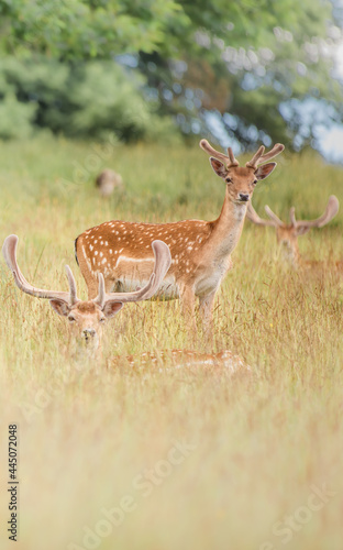 Fototapeta Naklejka Na Ścianę i Meble -  Nice shot of deer in wilderness