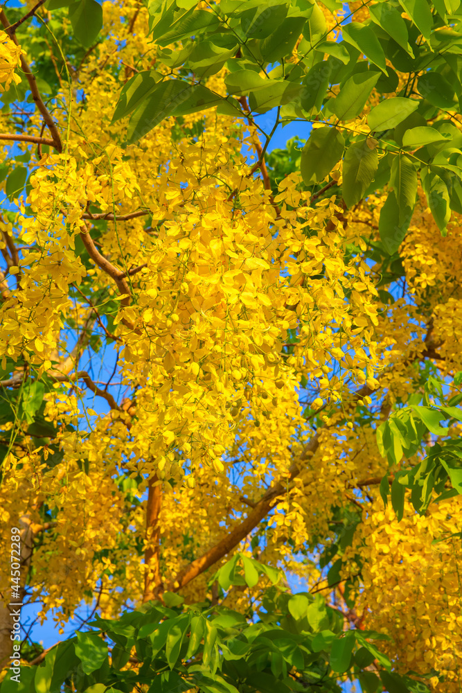 Naklejka premium Ratchaphruek (Koon)-Scientific name : Cassia fistula in Thailand and National flower