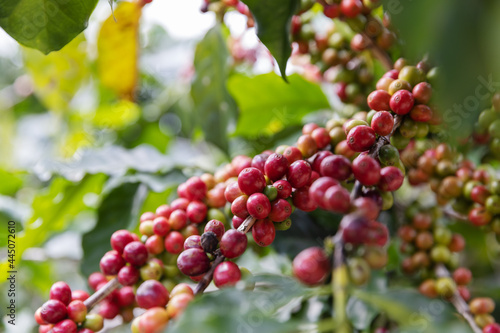 Branch of red cherry coffee bean on tree ,industry agriculture on tree in North of thailand