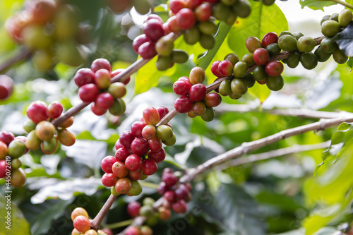 Branch of red cherry coffee bean on tree ,industry agriculture on tree in North of thailand
