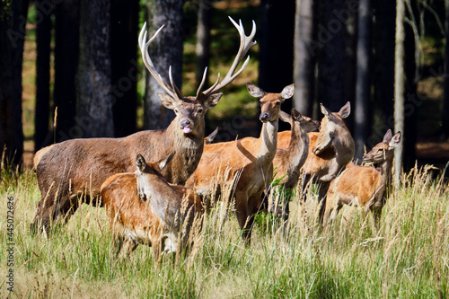 Fototapeta Naklejka Na Ścianę i Meble -  Rotwild ( Cervus elaphus ).
